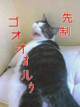 w杯