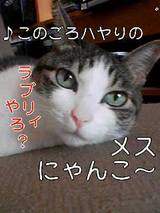 キューティー1