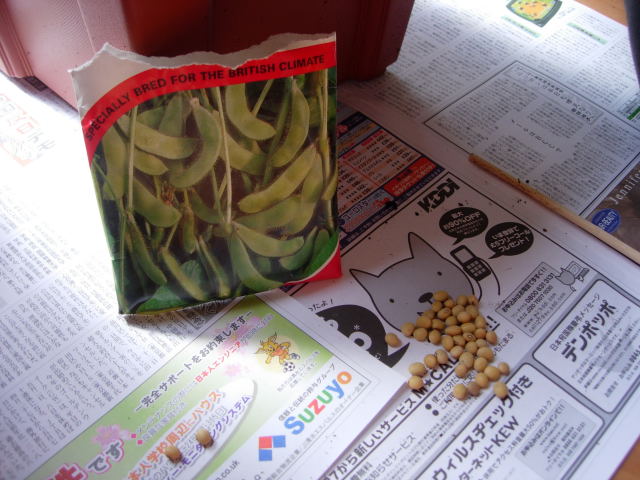 大豆