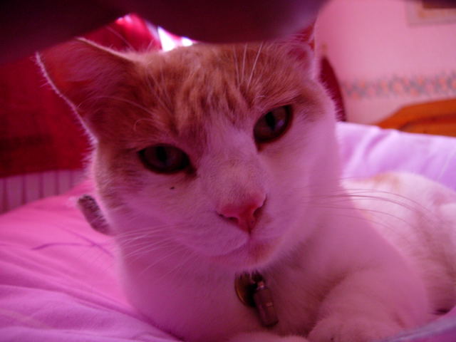 Diglis