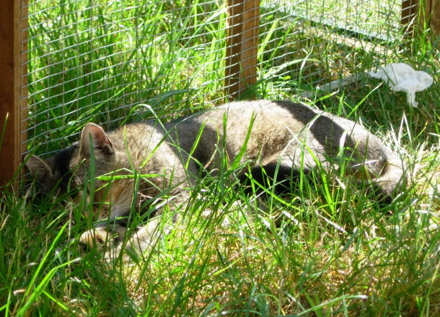 眠るタマ