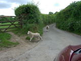 ƨ������