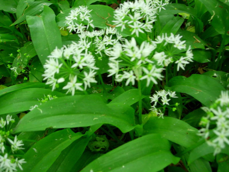 Wild��Garlic