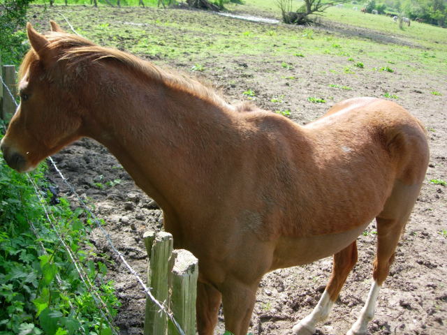 毛刈り馬