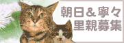 朝日&寧々里親募集