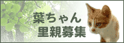 葉ちゃん里親募集