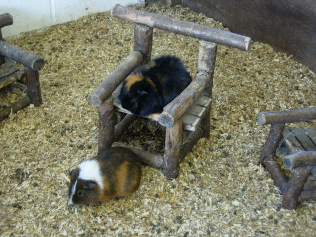 Guinea pigs