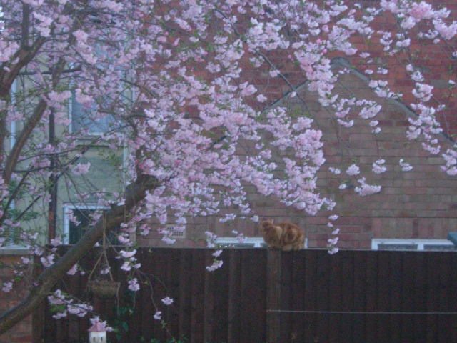 花見猫