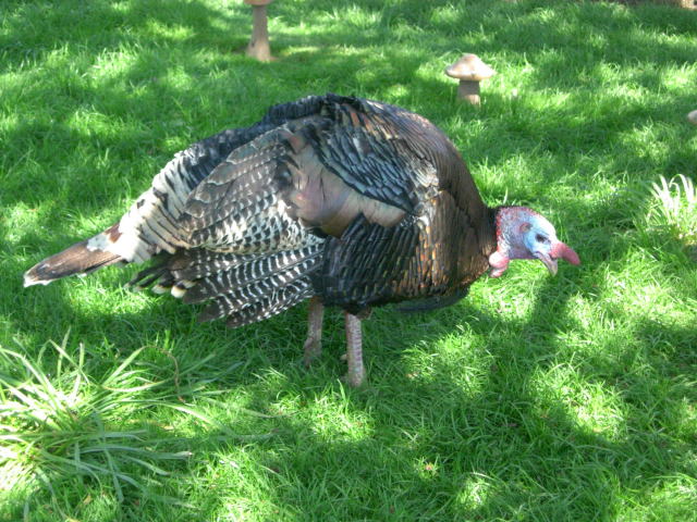 Turkey