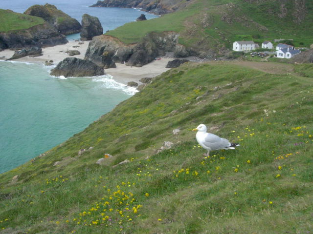 Kynance Cove�������