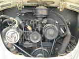 65bug-eg