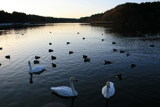 S-PARK4