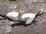 gannet