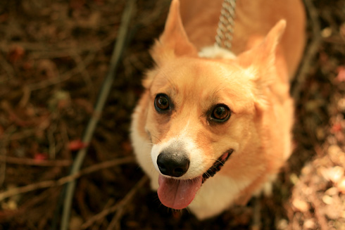 �ޥ������F1.8��