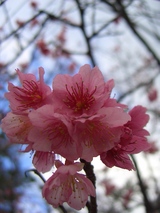 20090111-sakura-2