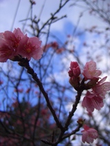 20090111-sakura-3