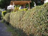 path