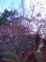 20090111-sakura-4