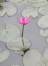 Flower of Lotus
