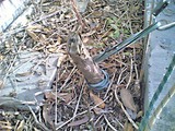 Ω�ڻ����ݣ�