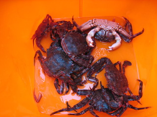 kani