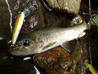 kawa3
