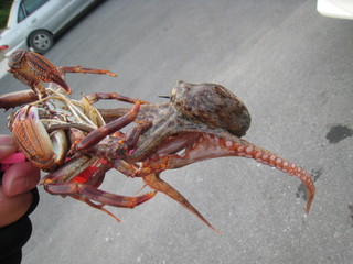 tako