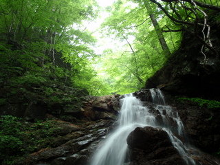 kawa