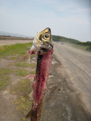 kani