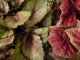 rekkusubegonia