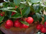 tyekka-