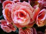 ri^gasubegonia