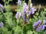 rabenda-