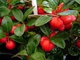 tyekka-
