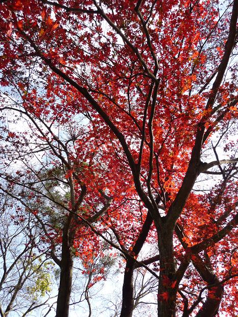 2009111511