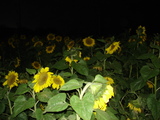 �Ҥޤ�ꣳ