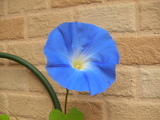 ī�飰������