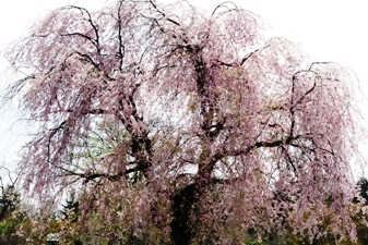 �޿��1