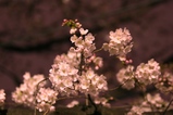 c5d37d7e.JPG
