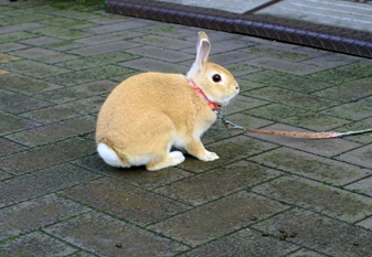 ������