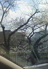 cherry_08