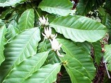 coffee_flower