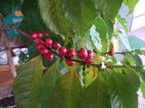 ina_cherry