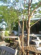 kodaira_cafe
