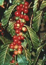 coffeetree