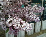 hokkaido_flower