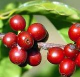 coffee_cherries_ripe