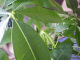 pachira