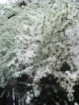 2d7a5452.jpg