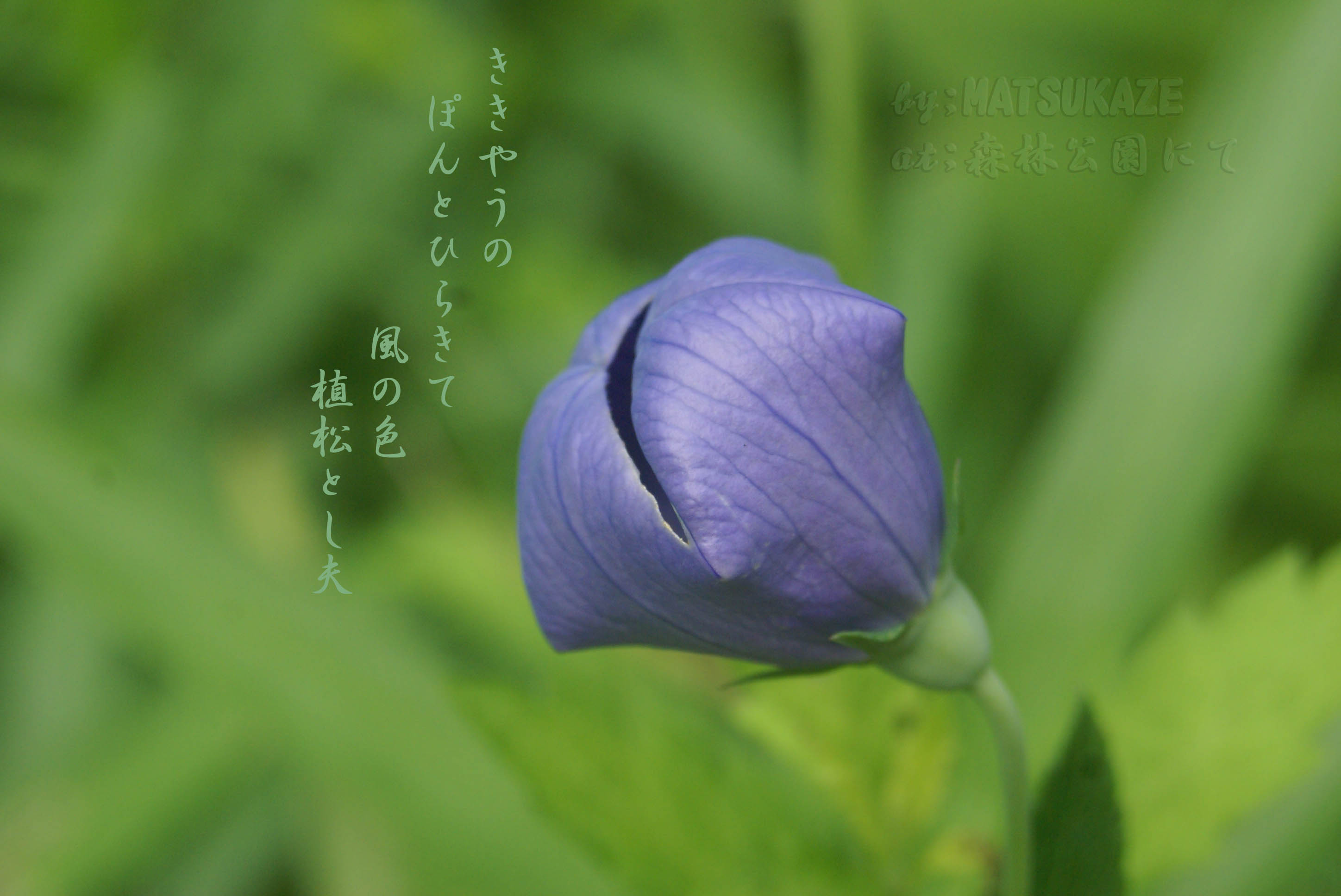 桔梗の蕾 一日一花一葉一句 写真俳句 一生感動 一生青春 松風庵